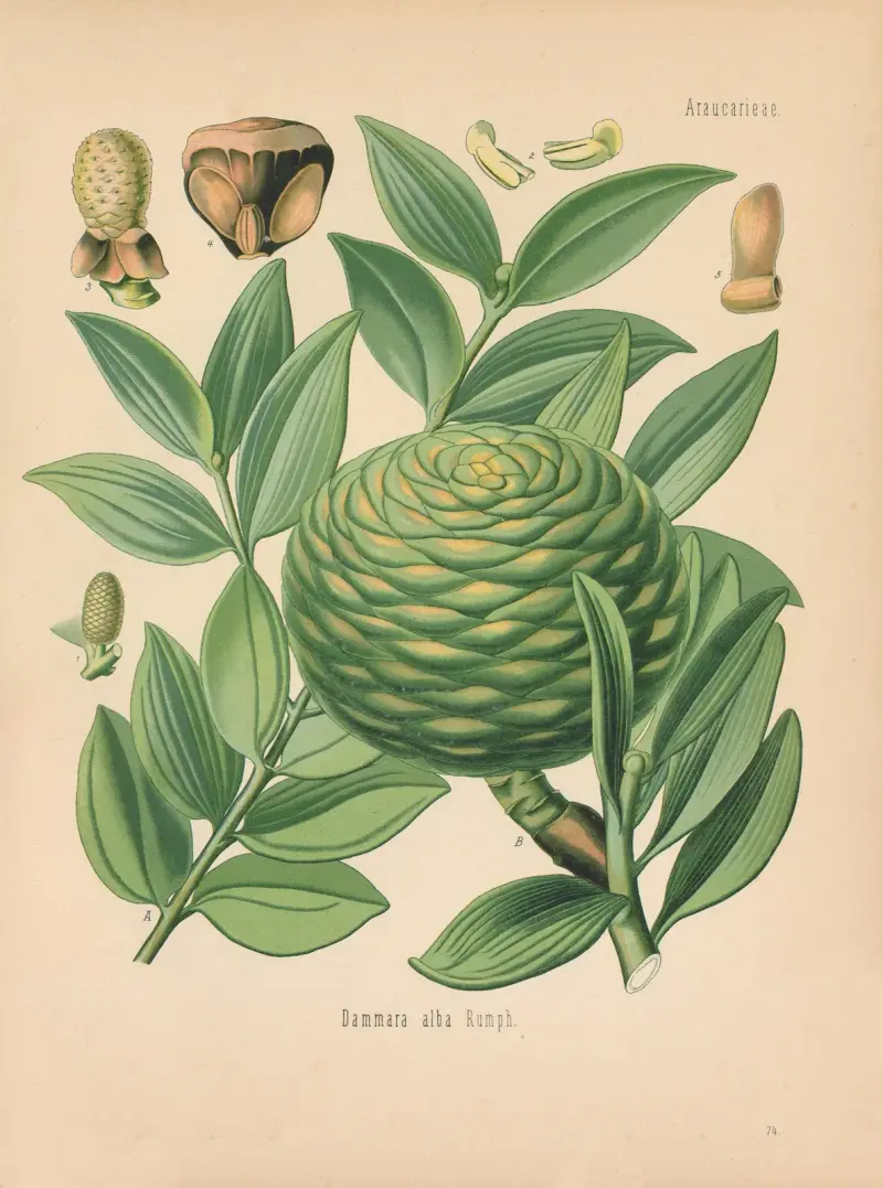 Dammara alba von Gustav Pabst