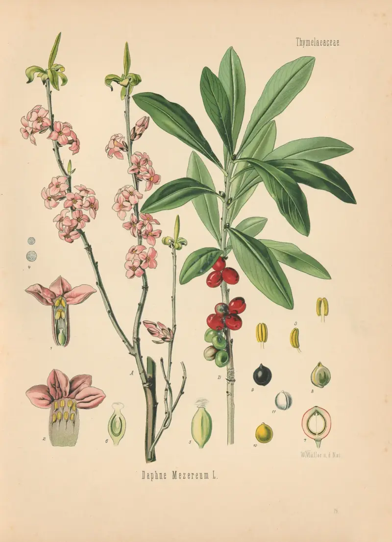 Daphne Mezereum (Tibast) av Gustav Pabst