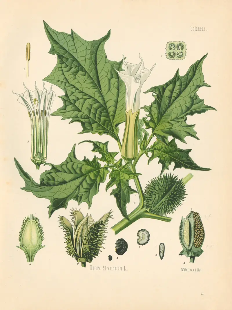 Datura Stramonium av Gustav Pabst