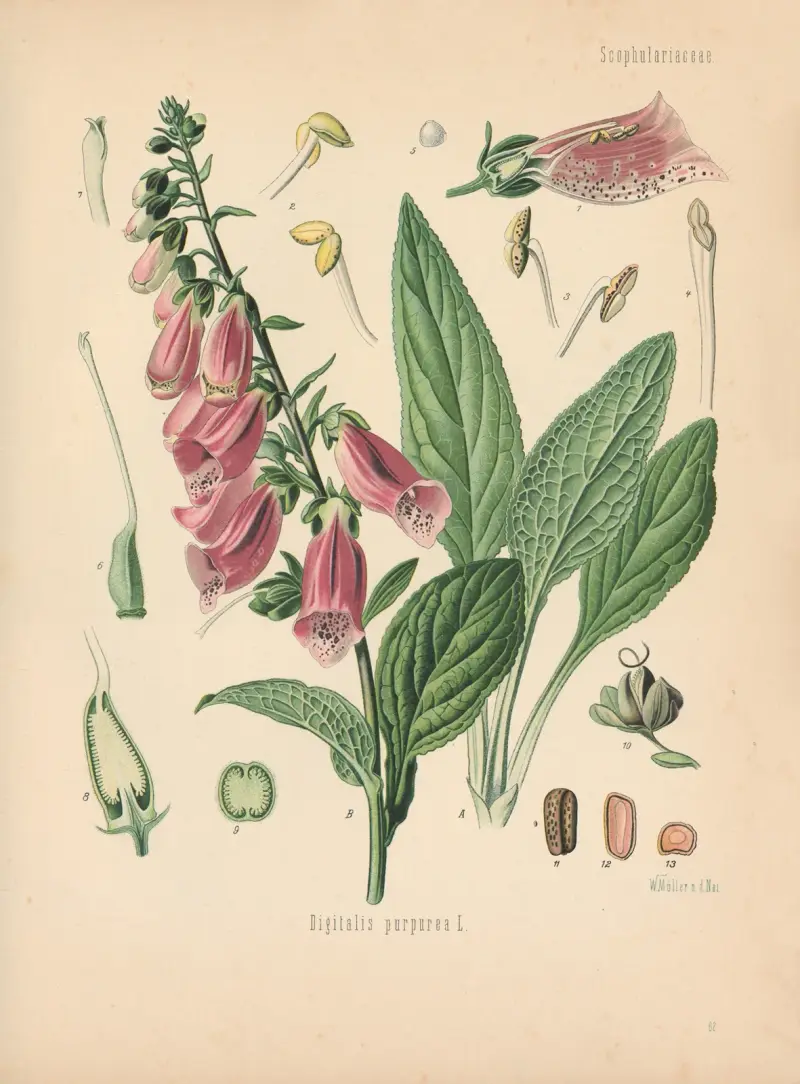 Digitalis purpurea von Gustav Pabst