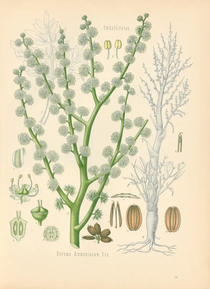 Dorema Ammoniacum av Gustav Pabst