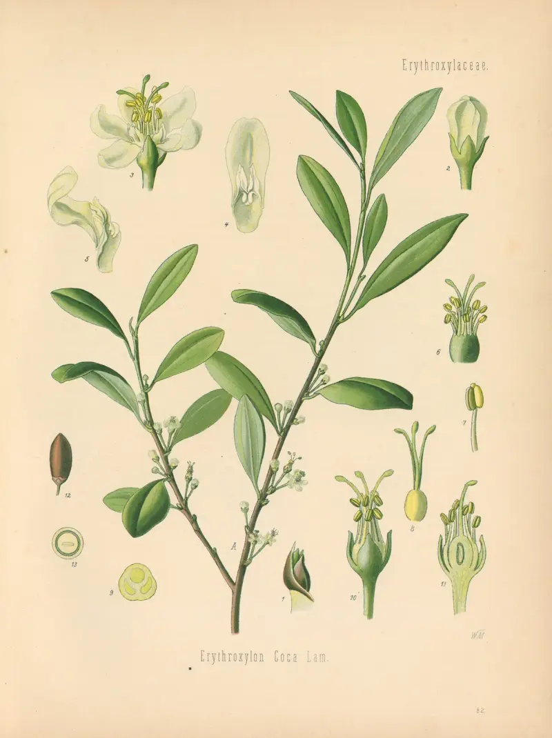 Erythroxylon Coca av Gustav Pabst