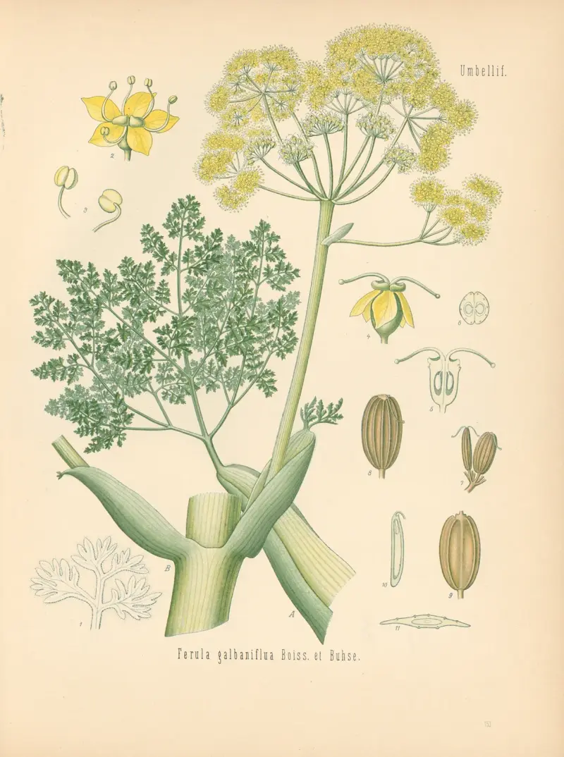 Ferula galbaniflua av Gustav Pabst