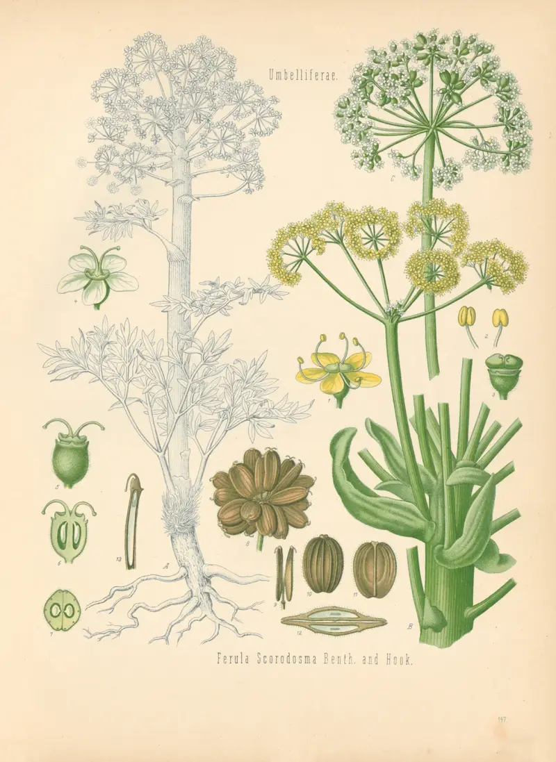 Ferula Scorodosma av Gustav Pabst