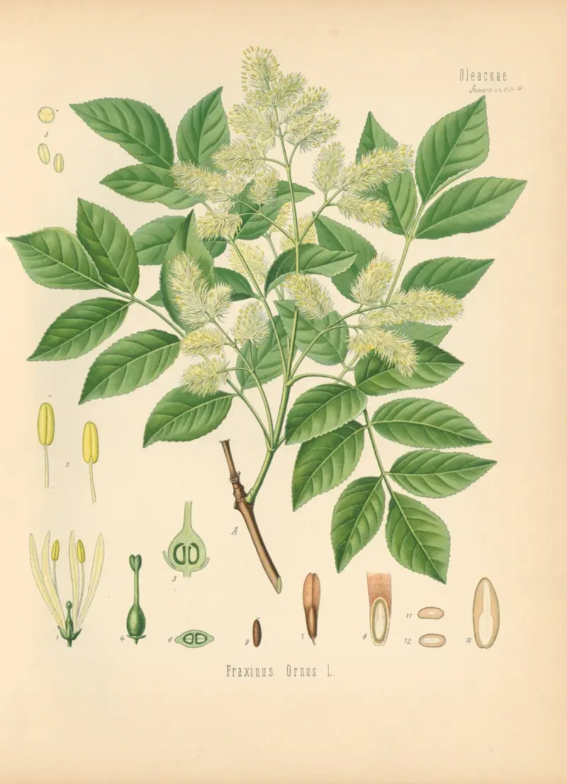 Fraxinus Ornus, Gustav Pabst