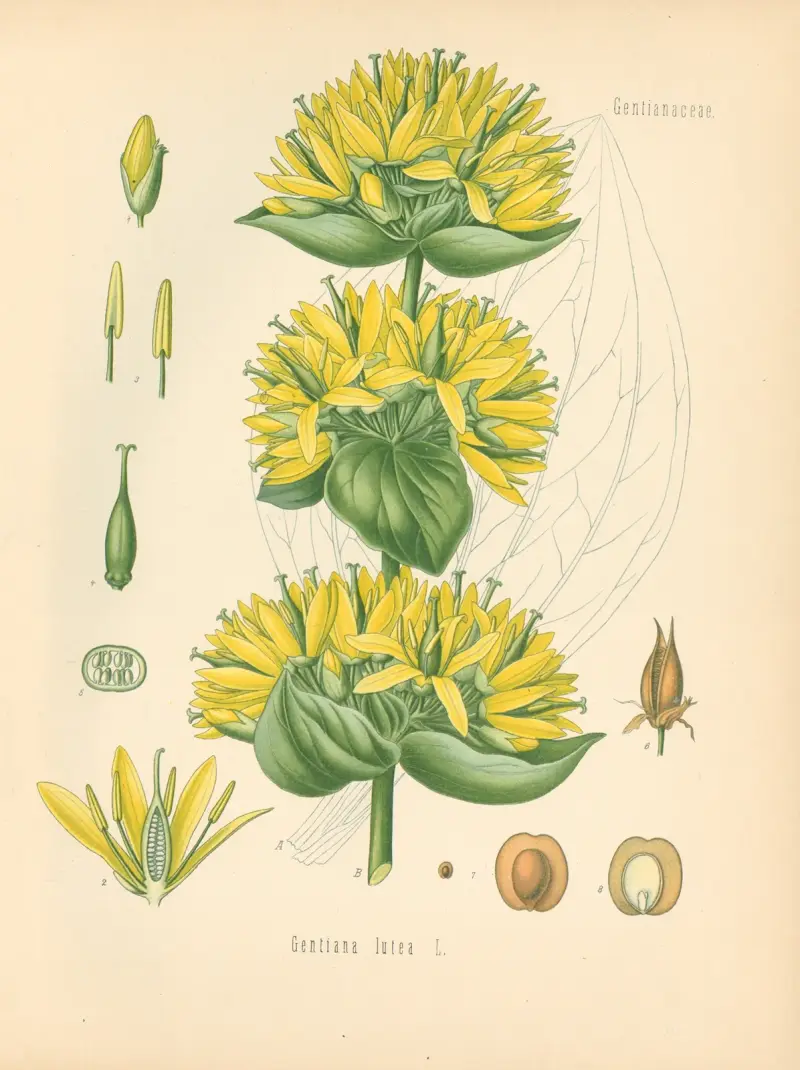 Gentiana lutea, Gustav Pabst
