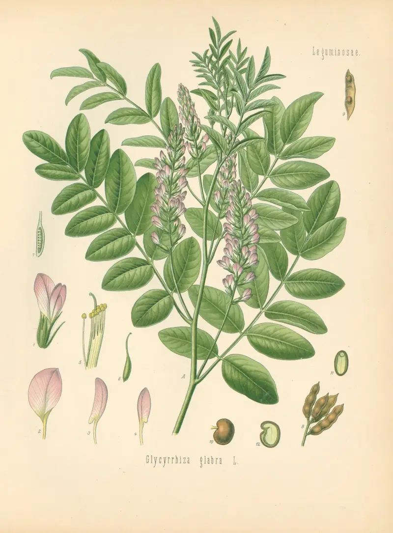Glycyrrhiza glabra av Gustav Pabst