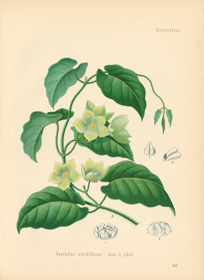 Gonolobus Condurango av Gustav Pabst
