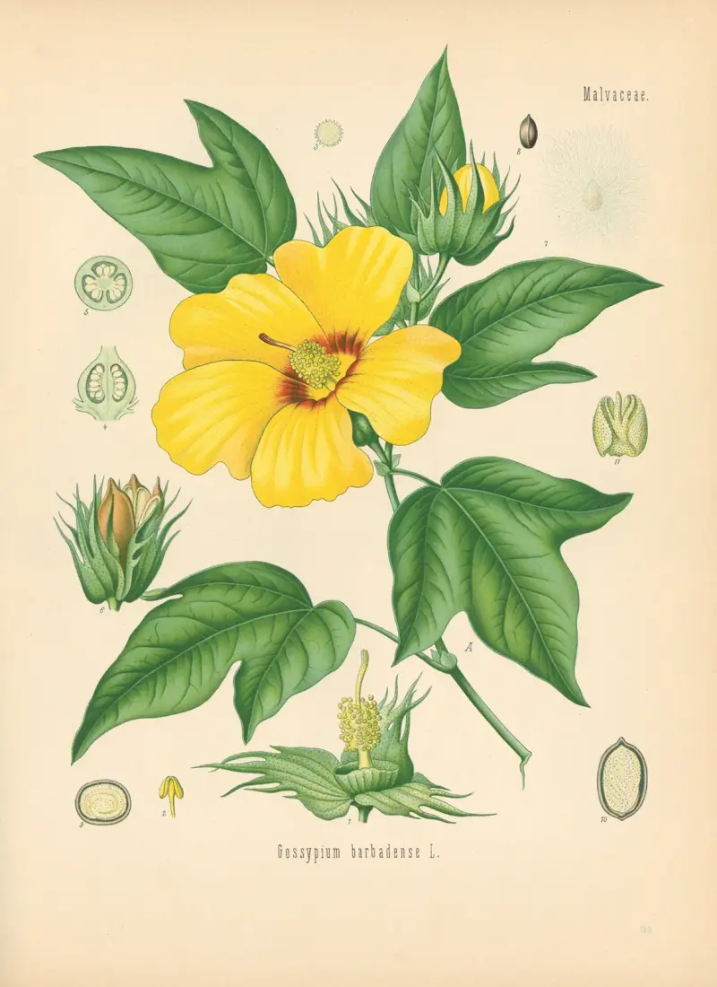 Gossypium barbadense av Gustav Pabst