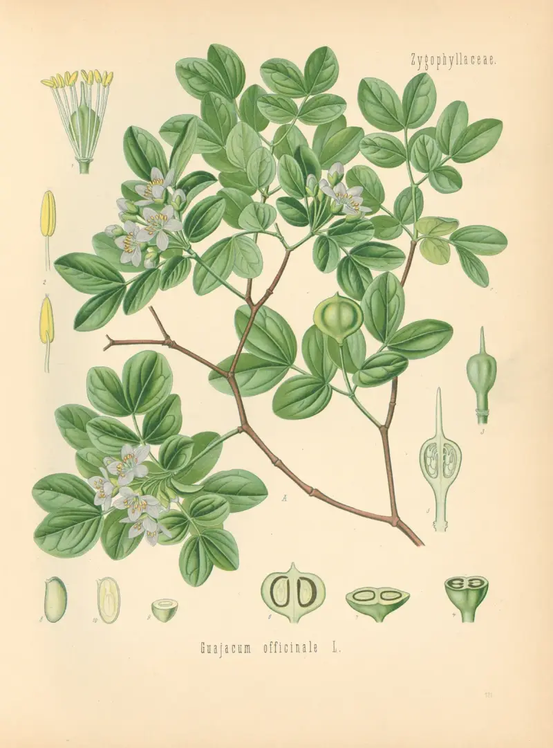 Guajacum officinale av Gustav Pabst