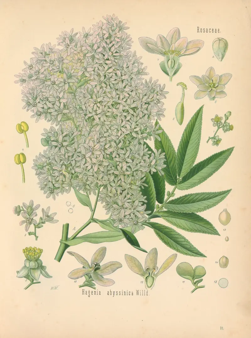 Hagenia abyssinica av Gustav Pabst