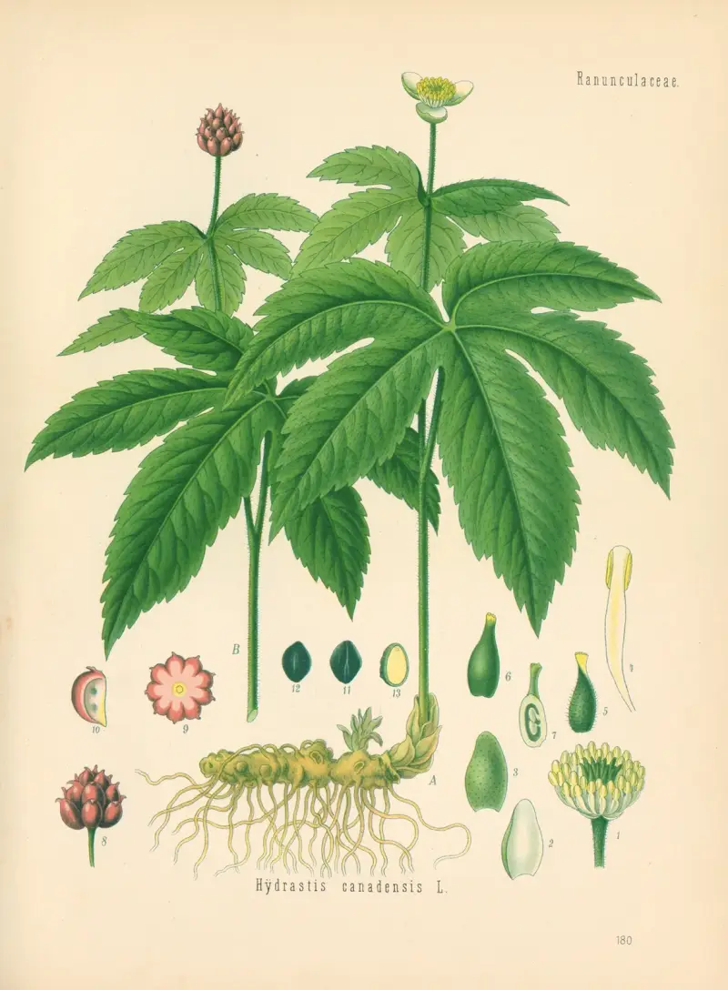 Hydrastis canadensis av Gustav Pabst