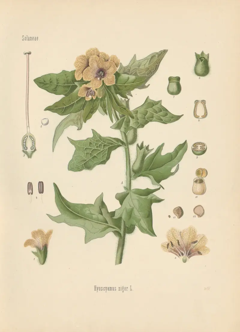Hyoscyamus niger av Gustav Pabst