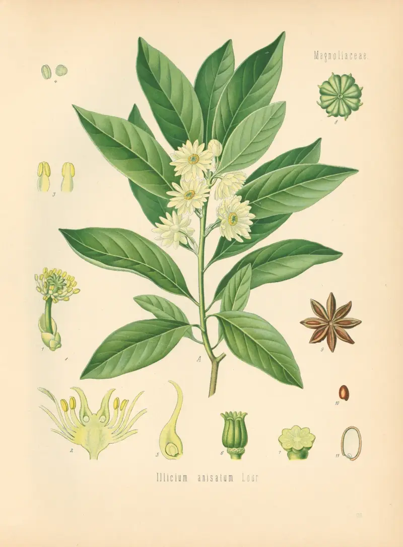 Illicium anisatum av Gustav Pabst
