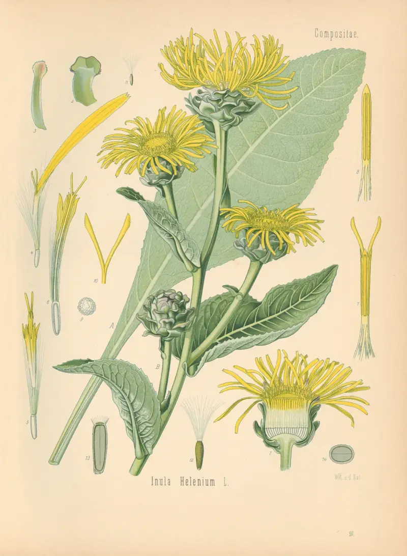 Inula Helenium av Gustav Pabst