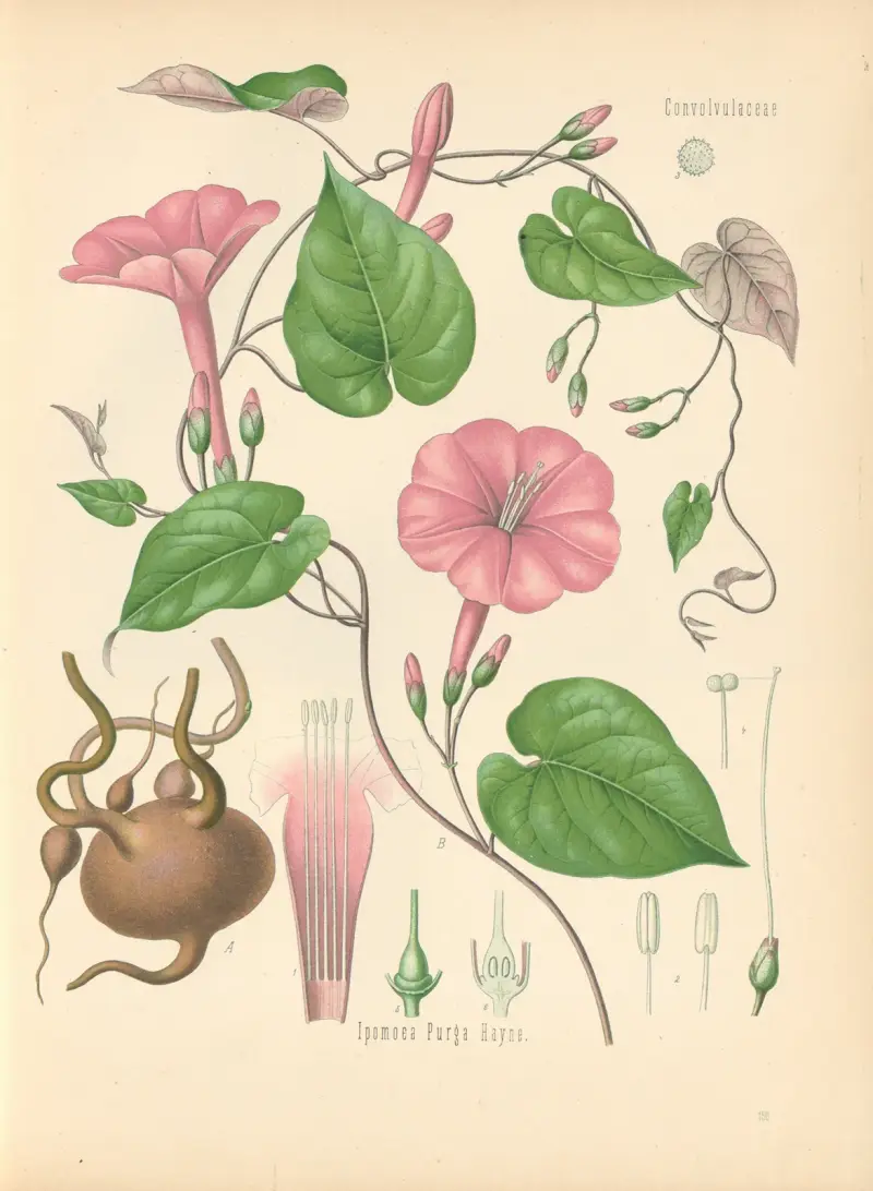 Ipomoea Purga, Gustav Pabst
