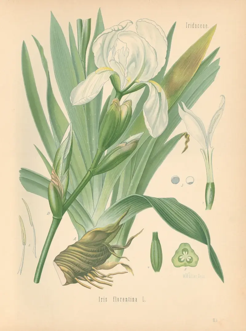 Iris florentina av Gustav Pabst