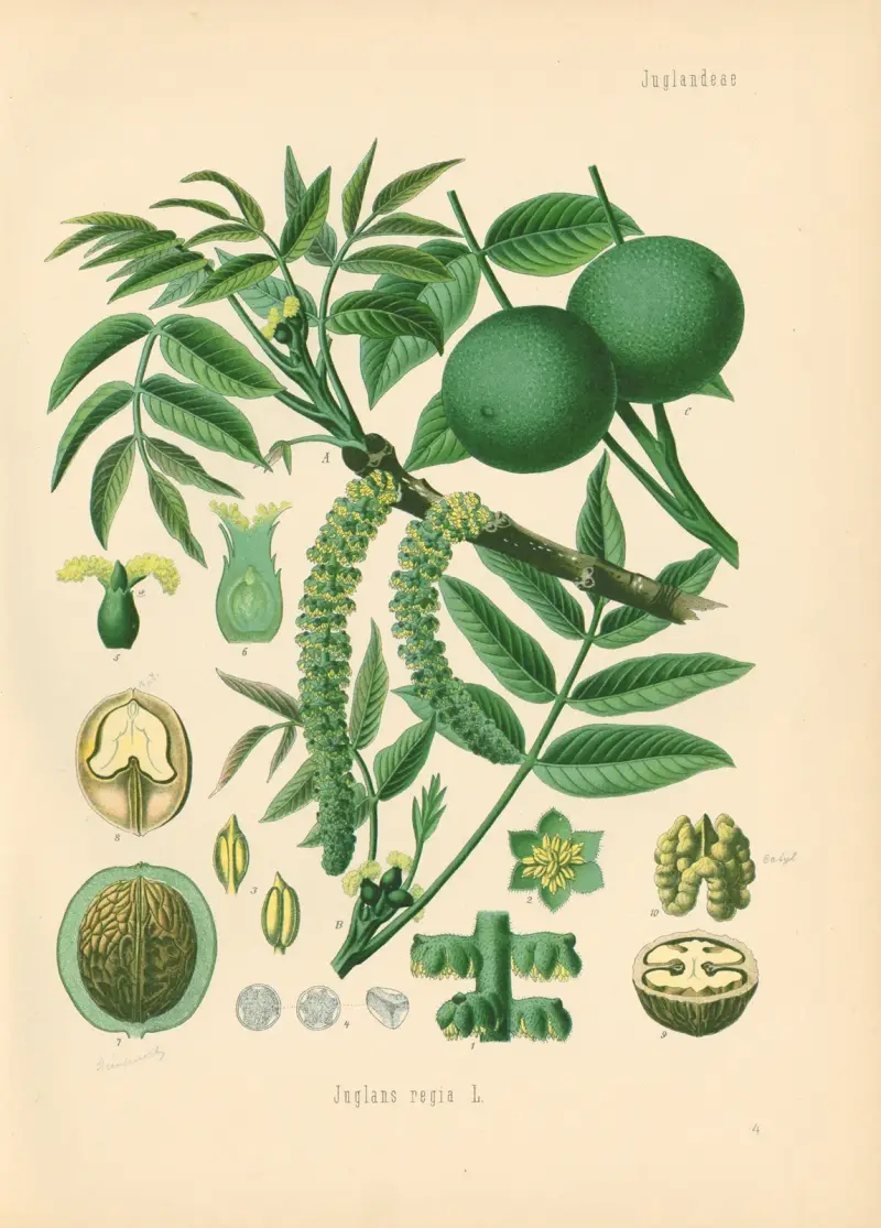 Juglans regia av Gustav Pabst