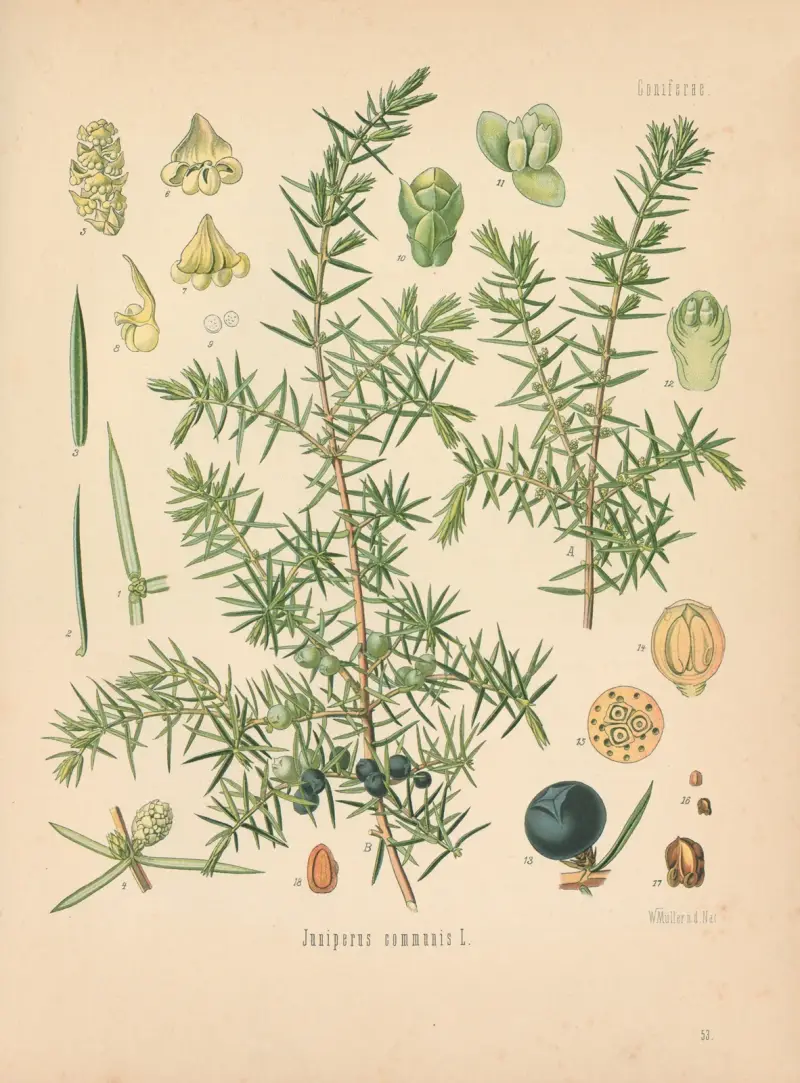Juniperus communis av Gustav Pabst