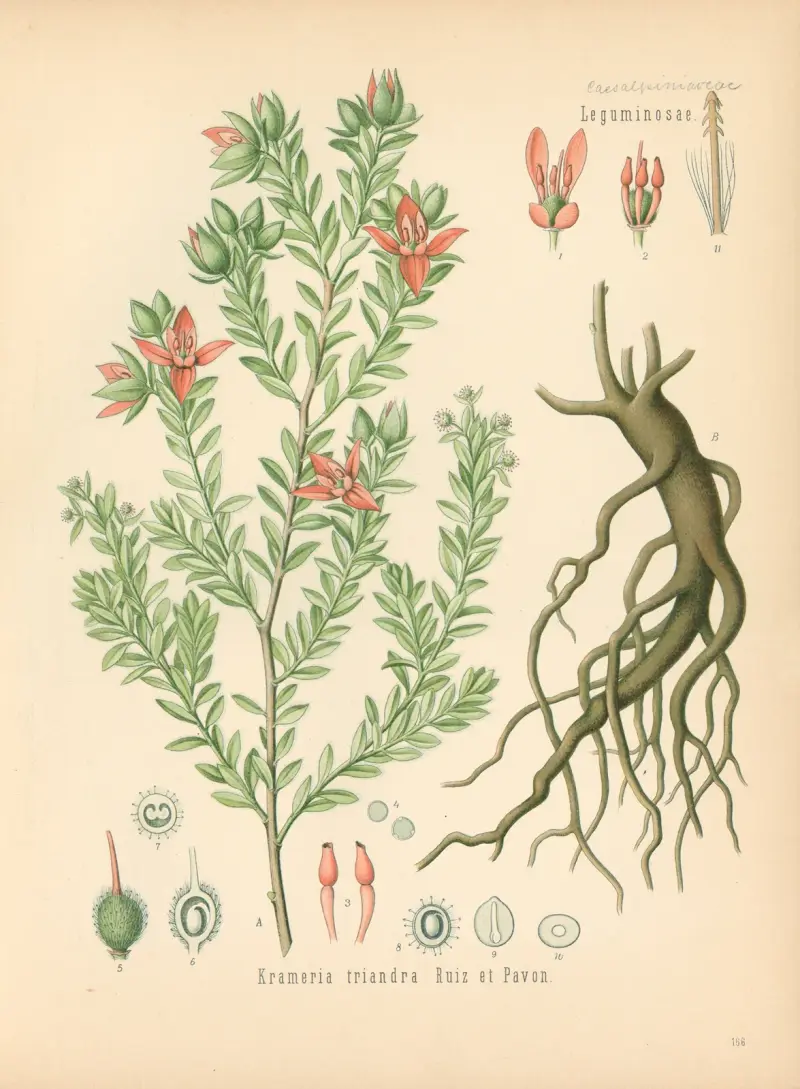 Krameria triandra von Gustav Pabst