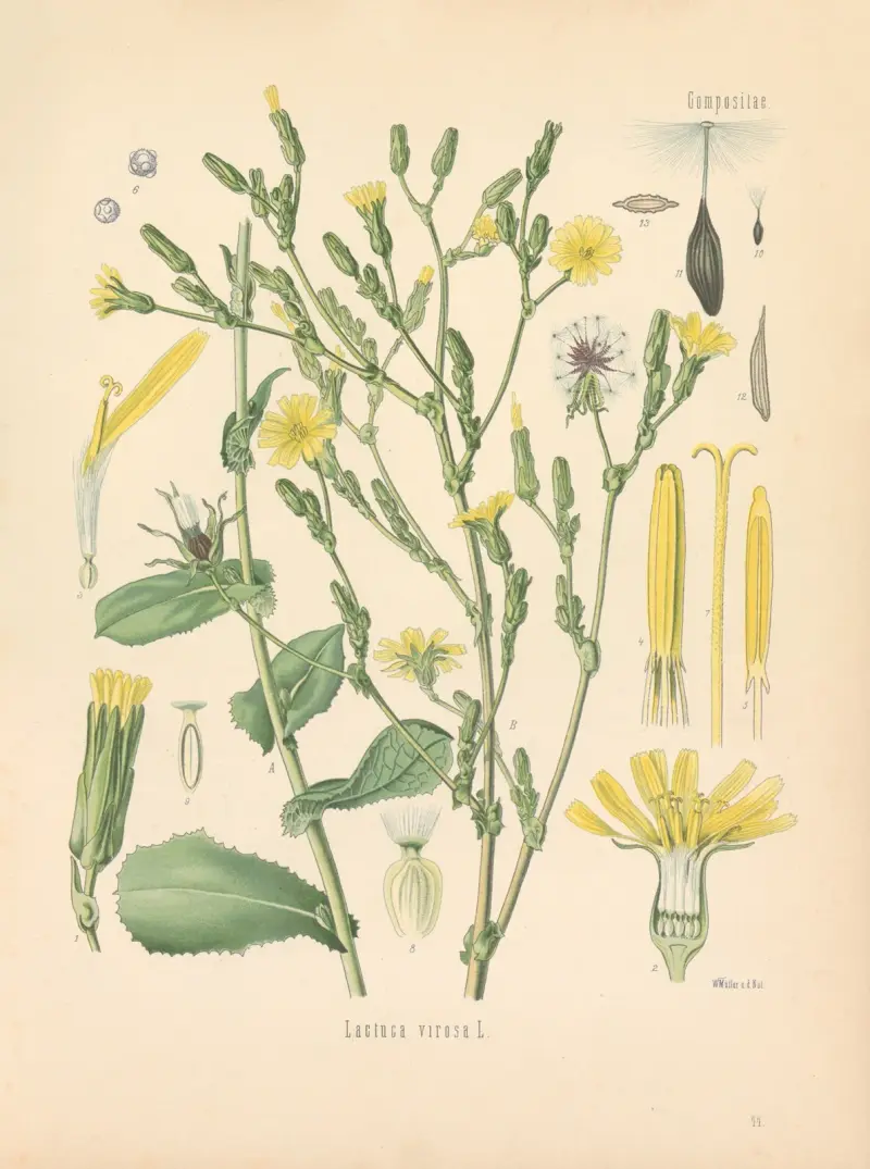 Lactuca virosa av Gustav Pabst
