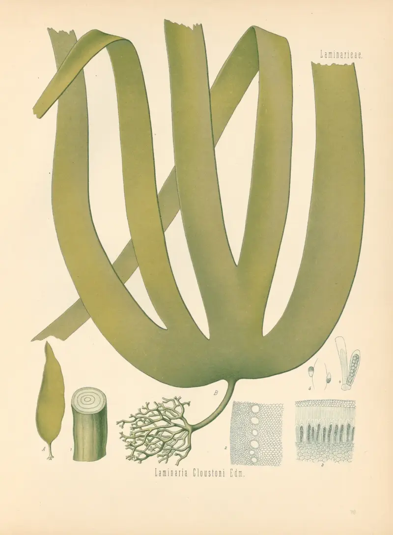 Laminaria Cloustoni av Gustav Pabst
