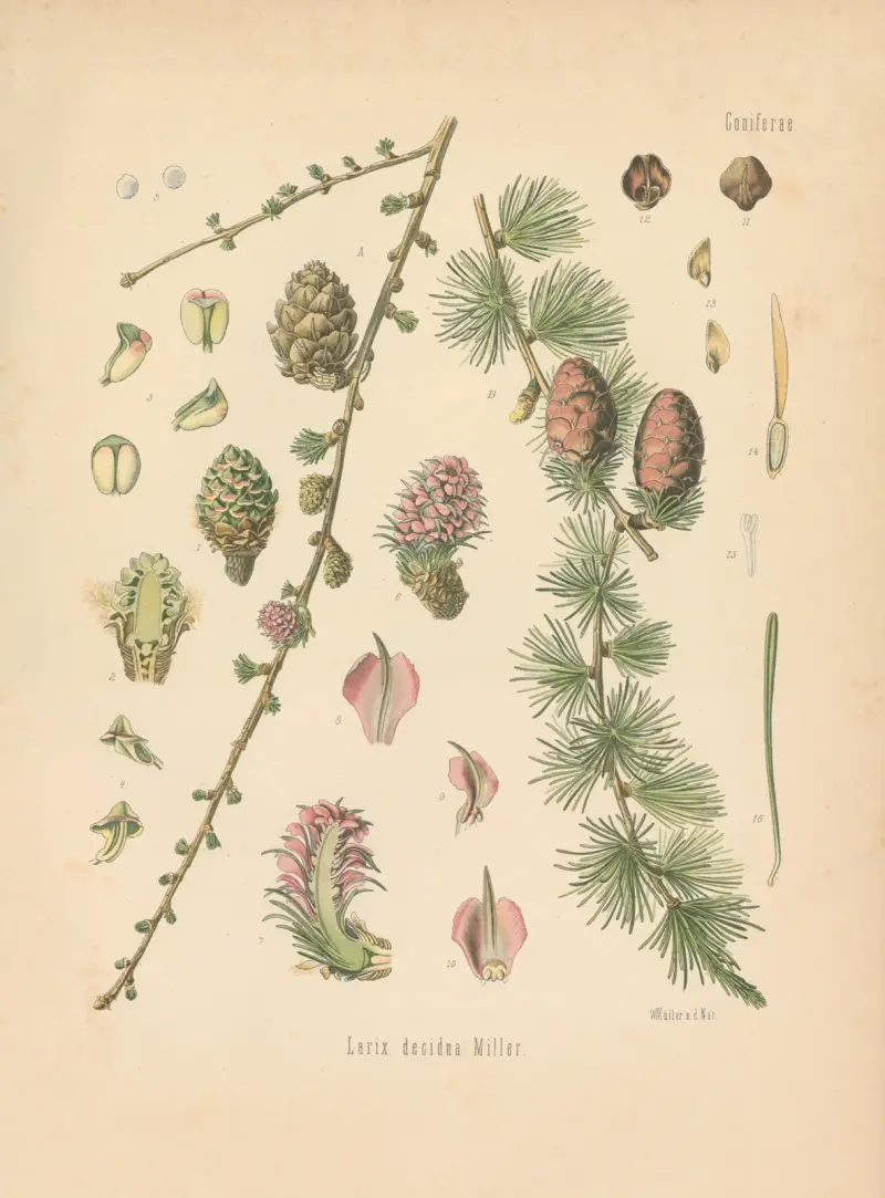 Larix decidua av Gustav Pabst