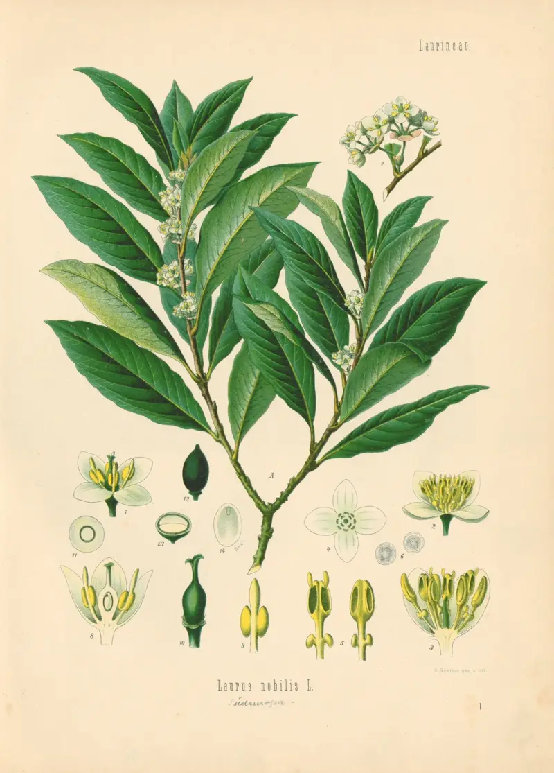 Laurus nobilis av Gustav Pabst
