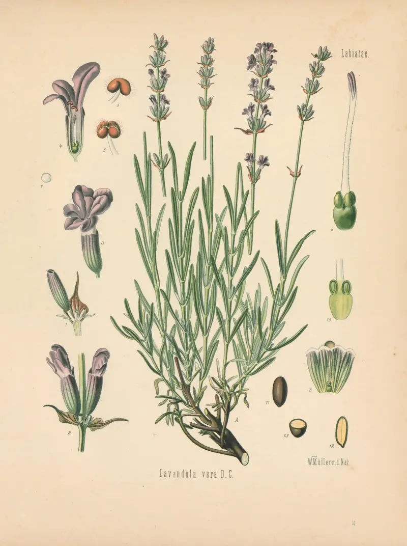 Lavandula vera av Gustav Pabst