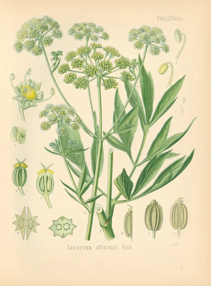 Levisticum officinale av Gustav Pabst