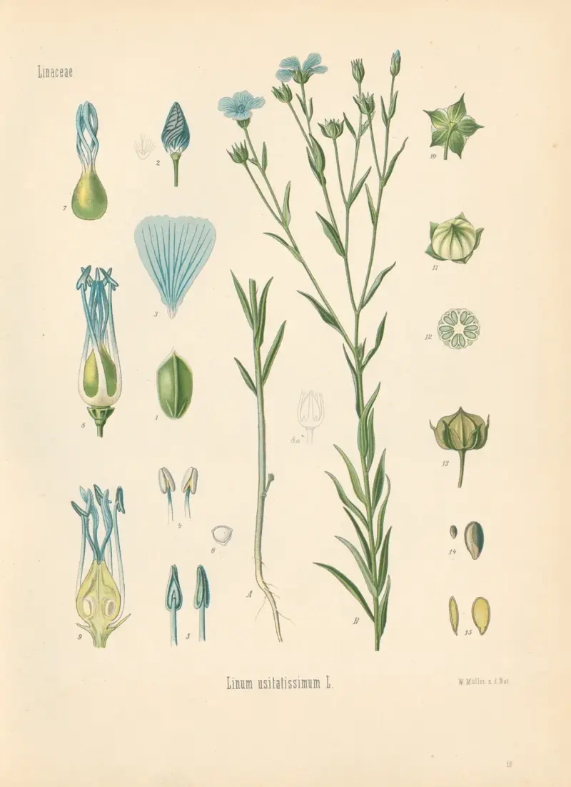 Linum usitatissimum av Gustav Pabst
