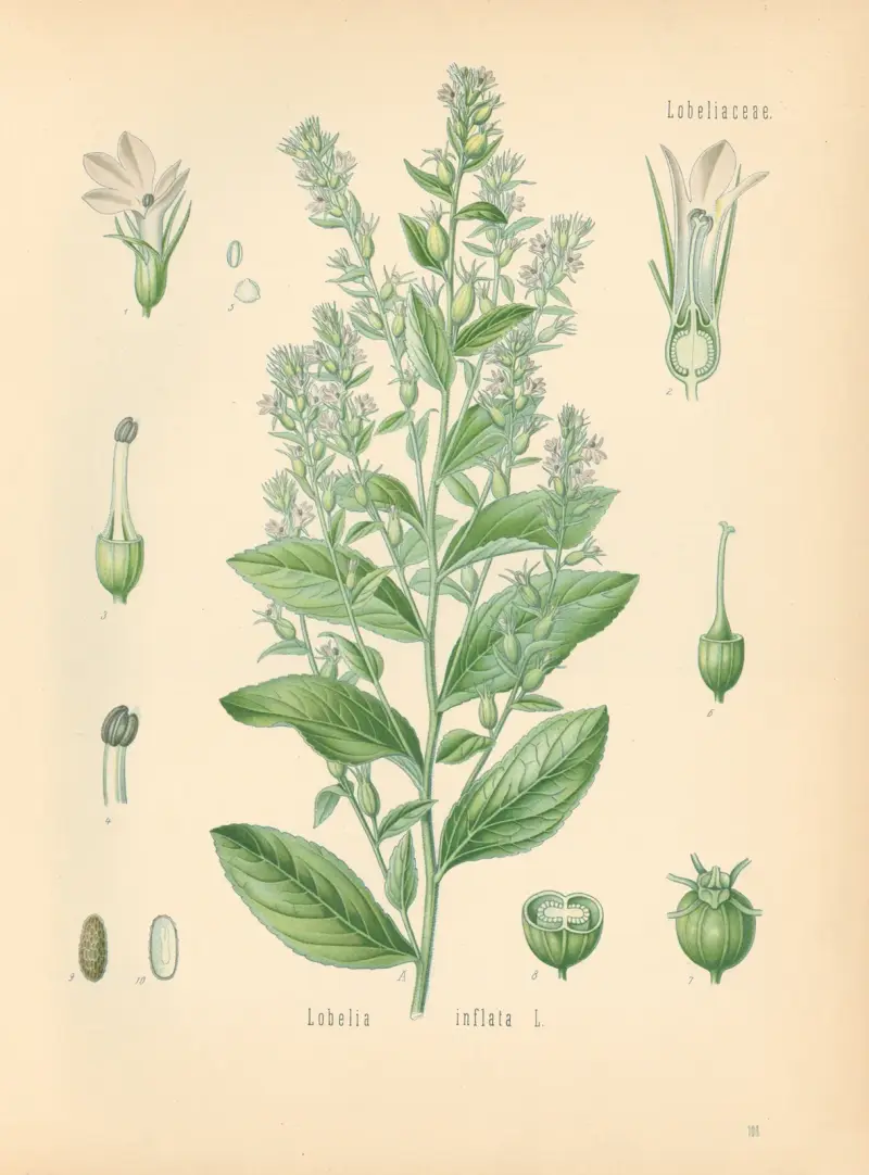 Lobelia inflata av Gustav Pabst
