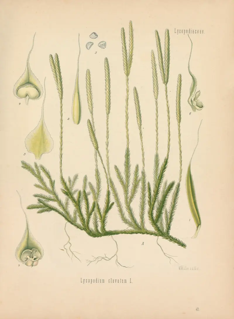 Lycopodium clavatum von Gustav Pabst