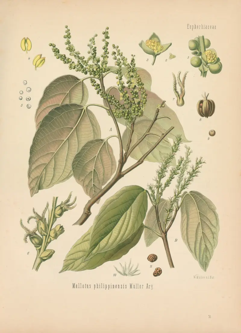 Mallotus philippinensis av Gustav Pabst
