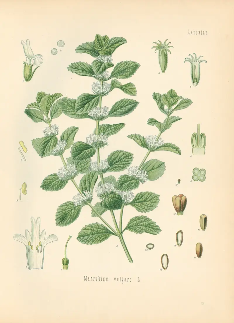 Marrubium vulgare av Gustav Pabst