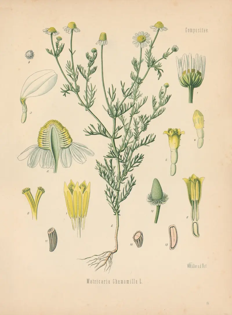 Matricaria Chamomilla av Gustav Pabst