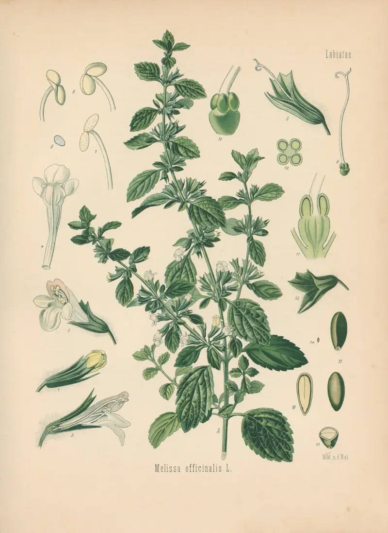Melissa officinalis av Gustav Pabst