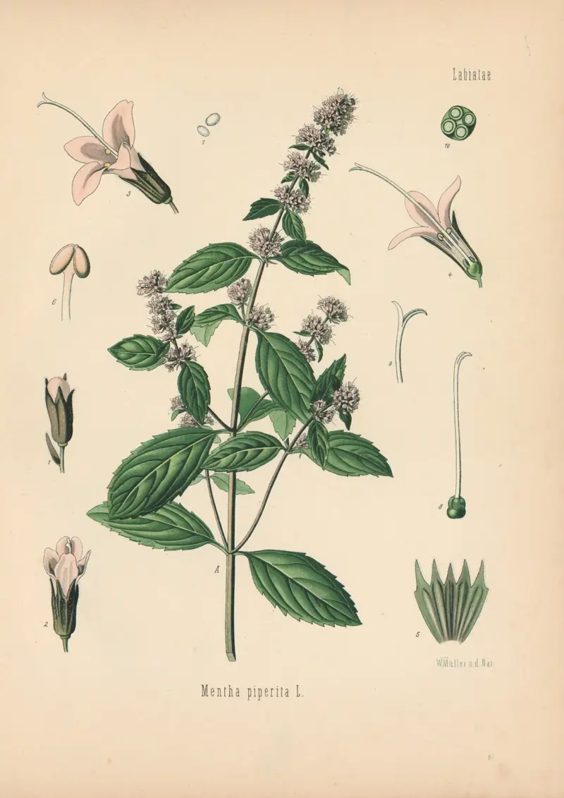 Mentha piperita av Gustav Pabst