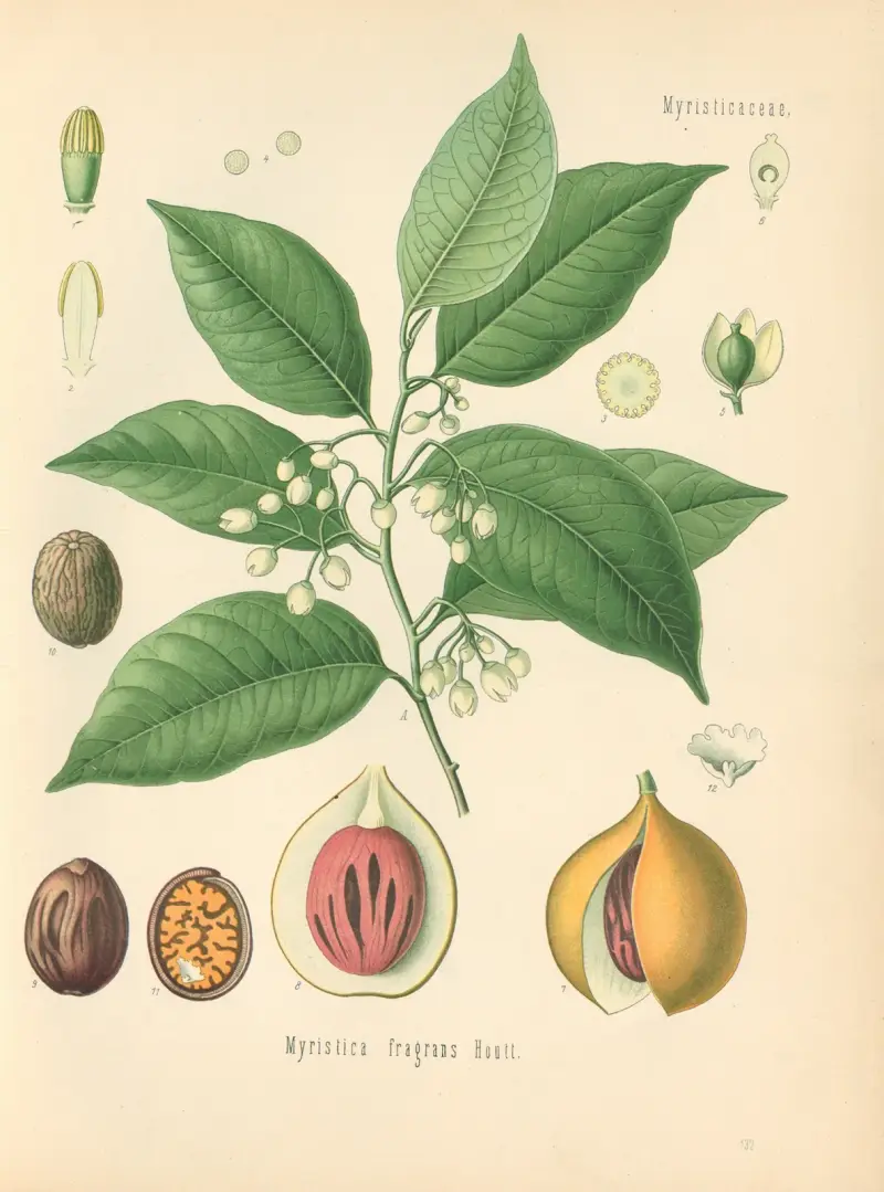 Myristica fragans av Gustav Pabst