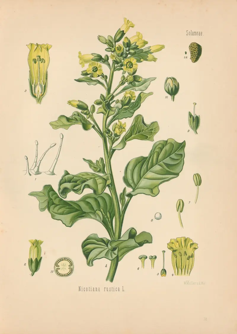 Nicotiana rustica av Gustav Pabst