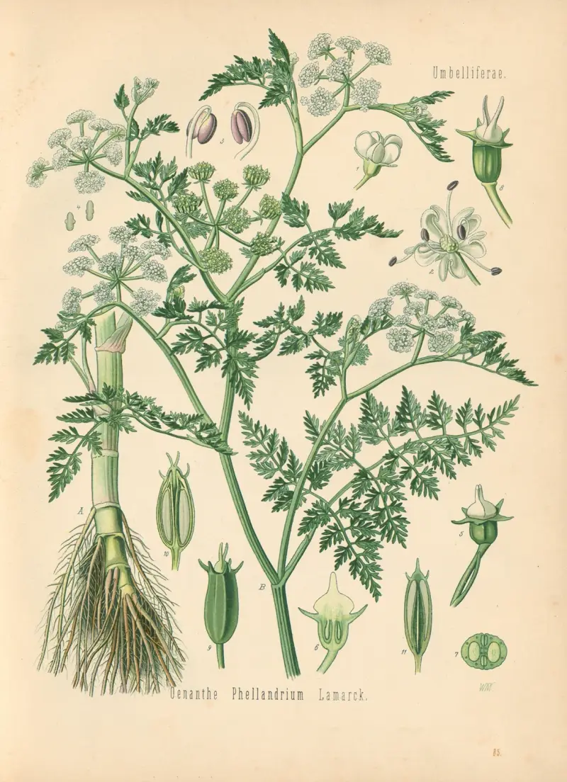 Oenanthe Phellandrium av Gustav Pabst