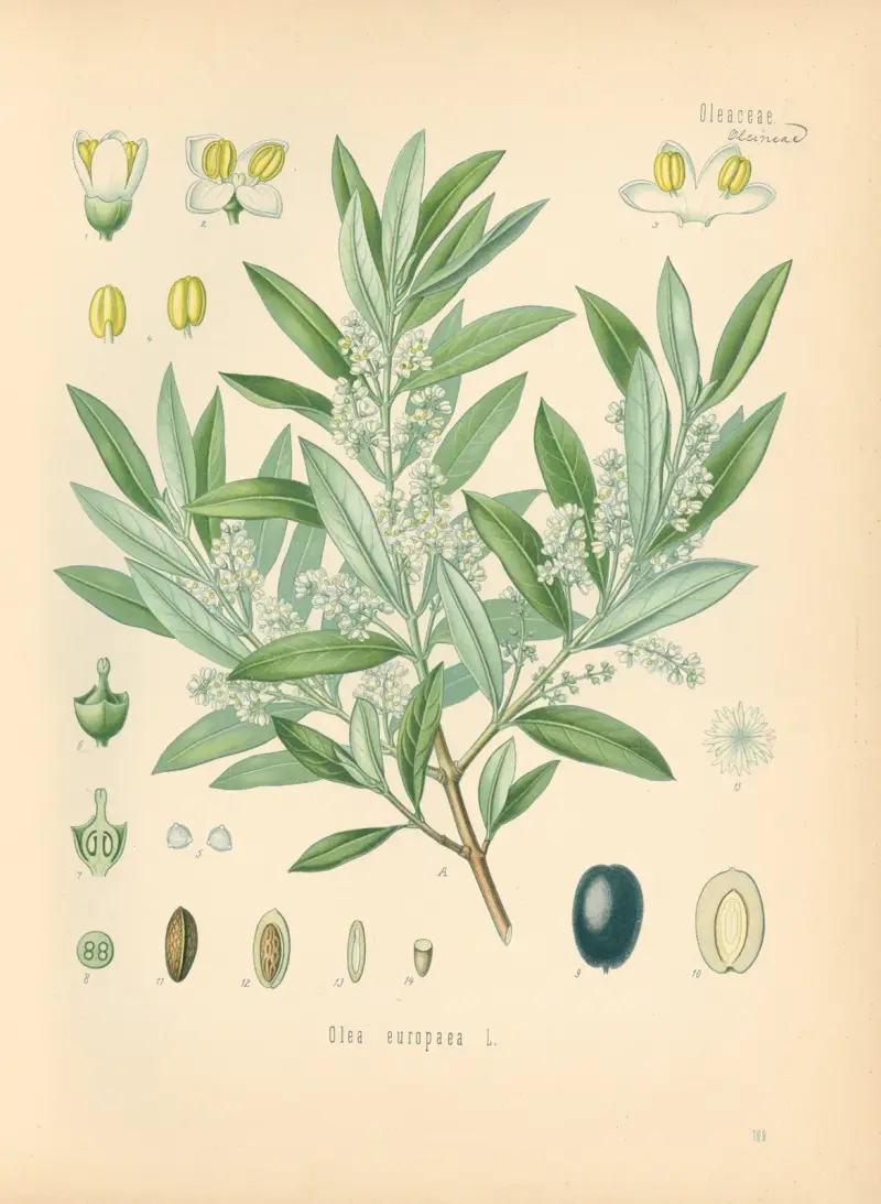 Olea europaea av Gustav Pabst