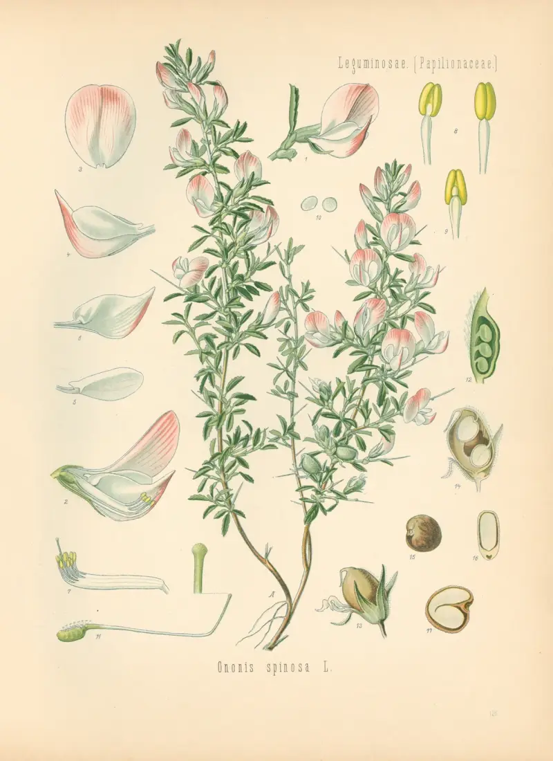 Ononis spinosa av Gustav Pabst