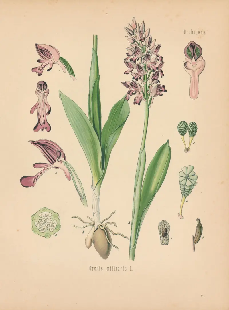 Orchis militaris av Gustav Pabst