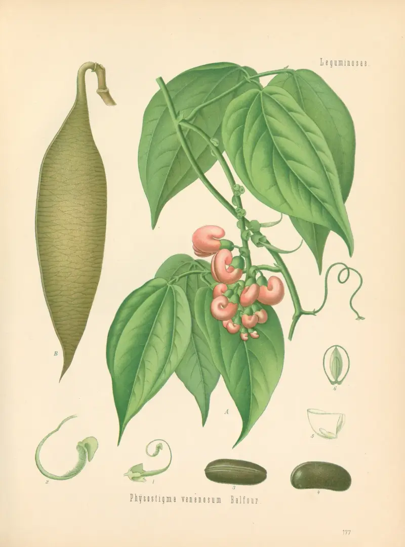 Physostigma venenosum av Gustav Pabst