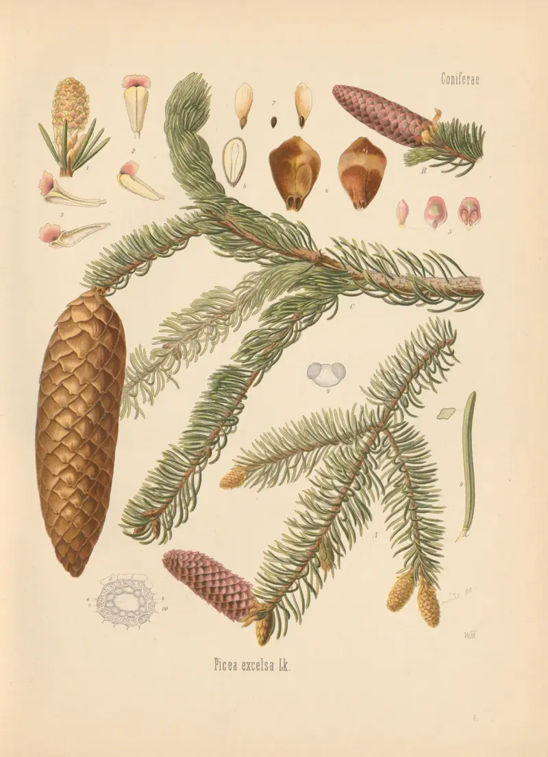 Picea excelsa av Gustav Pabst