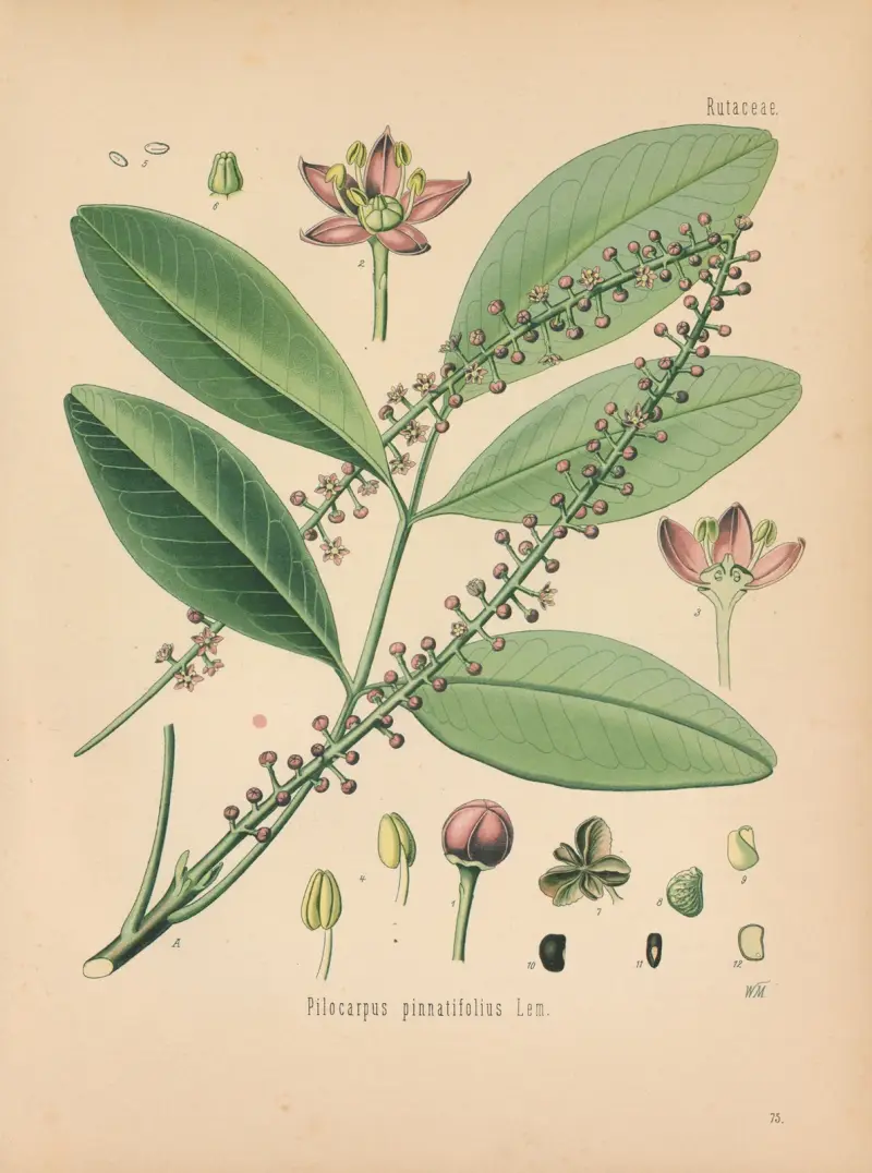 Pilocarpus pinnatifolius av Gustav Pabst