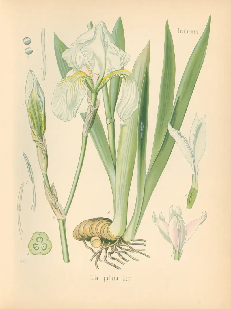 Pimpinella pallida von Gustav Pabst
