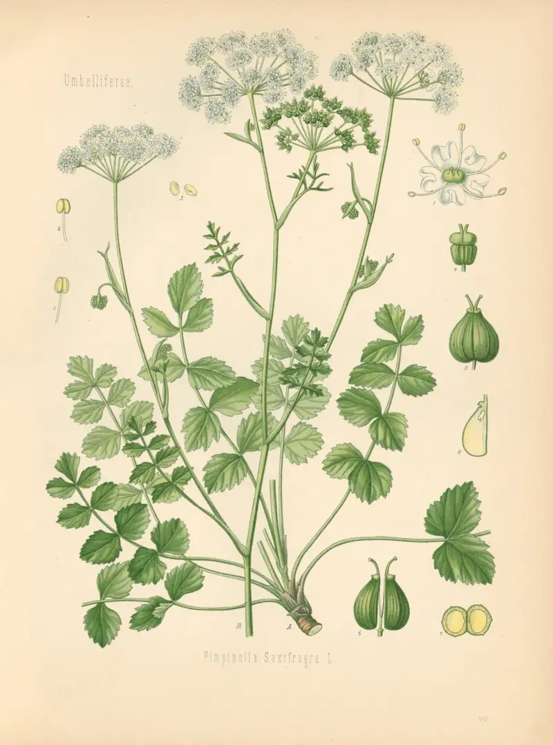 Pimpinella Saxifraga av Gustav Pabst