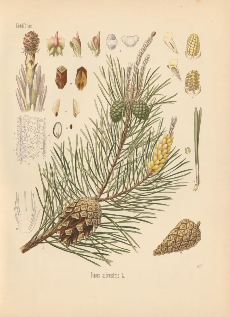 Pinus silvestris av Gustav Pabst